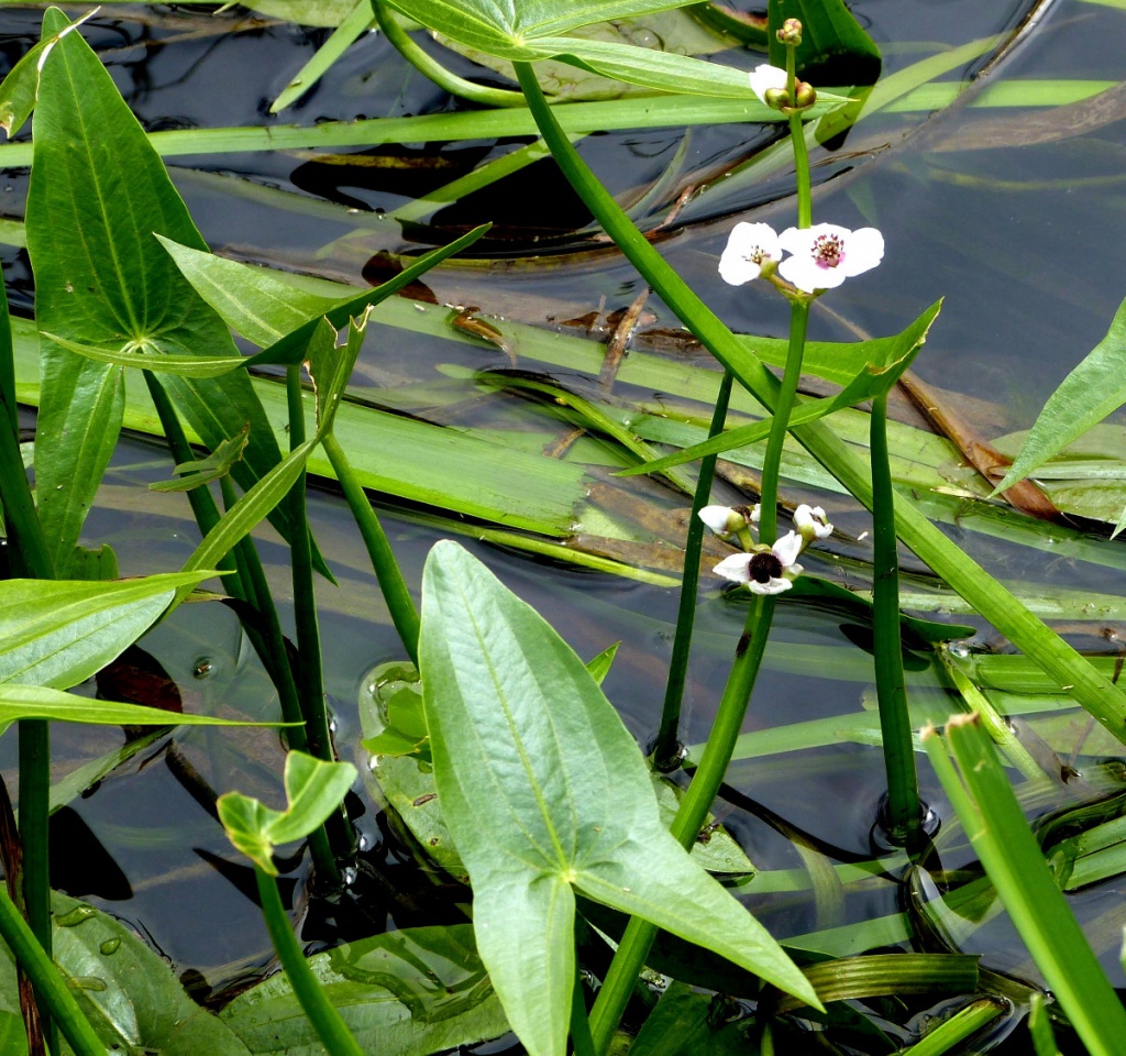 Potamogeton